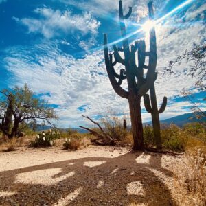 Large Saguaro Cactus